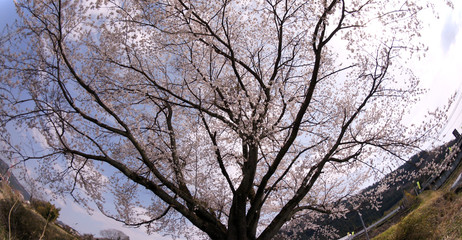 Cherry blossoms in Japan