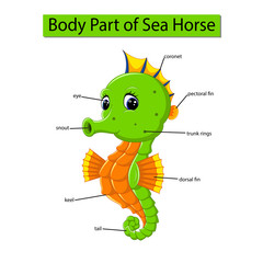 Diagram showing body part of sea horse