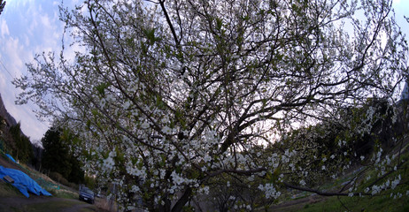 Cherry blossoms in Japan
