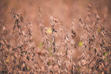 Plantação de Soja em Tupanciretã, no Rio Grande do Sul, Brasil.