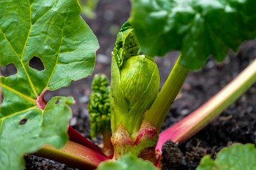 Early spring rhubarb crown growing red rhubarb stalks. Close up, macro photography of rhubarb. Green leaves and stalks showing.