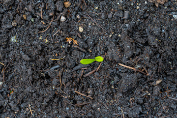 Calendula seedling sprout, showing green leaves growing out of dark compost soil in spring time, in a real garden, direct sown.