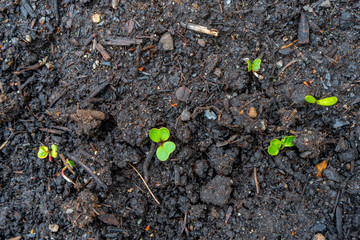 Radish seedling sprouts (shoots) growing out of dark compost soil in a real garden, in the early spring. Shows bright green leaves and some red stems. Red radish, from the brassica vegetable family.