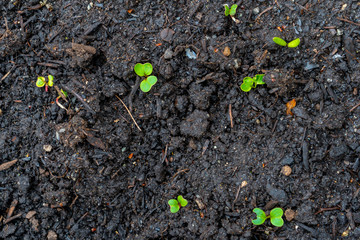 Radish seedling sprouts (shoots) growing out of dark compost soil in a real garden, in the early spring. Shows bright green leaves and some red stems. Red radish, from the brassica vegetable family.
