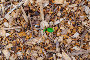 Resilient vine weed popping out of weed control mulch made of wood chips ground cover.