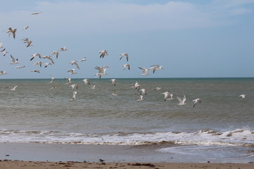 Gaviotas II