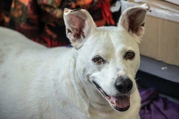 white dog