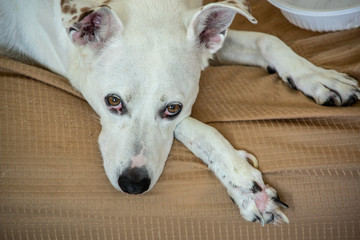 white dog