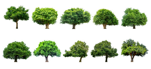 The trees that are completely separated from the white background include a set.