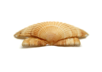 Shell lies patterned up macro photo isolated on white background.