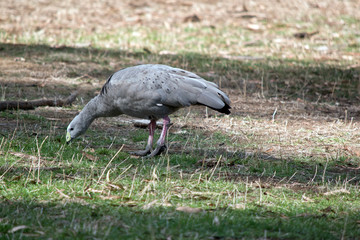 Obraz na płótnie Canvas this is a side view of a cape barren goose