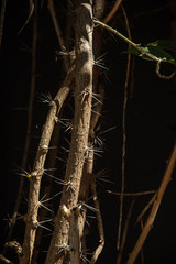 thorny branches