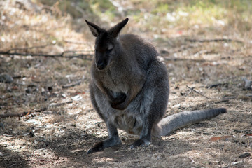 Naklejka na ściany i meble a brush tailed rock wallaby
