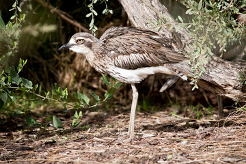 the Bush stone curlew is standing still
