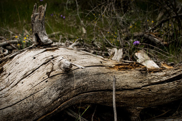 Natural Wood Texture