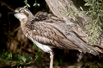 side view of a bush stone curlew