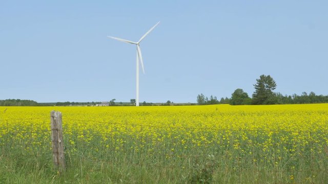 Modern Wind Turbine. Blue Sky With Yellow Canola Crop In Farmer�s Field. Grey County, Ontario, Canada