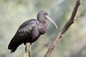 this is a glossy ibis