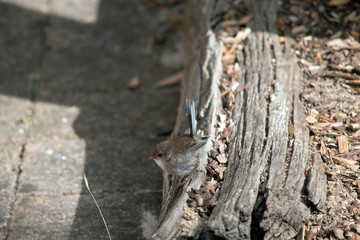 this is a side view of a superb fairy wren