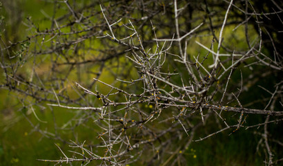 Natural Wood Texture