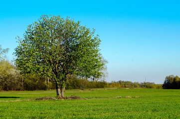 Lonely tree in the field