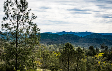 Central California Landscape