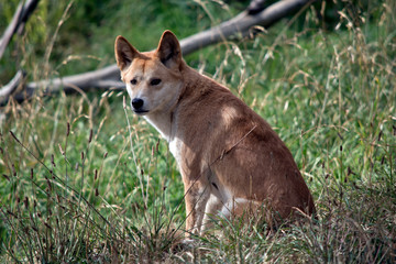 the golden dingo is resting