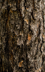Natural Wood Texture