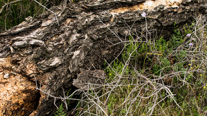 Natural Wood Texture