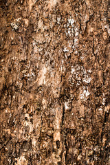 Natural Wood Texture