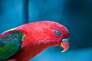 A close up of a  chattering lory