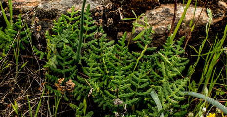 Wild Green Fern