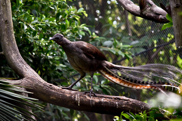 a lyre bird on a branch