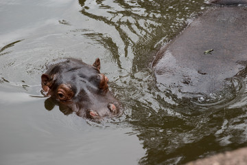 hippo in water