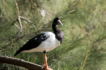 A close up of a  magpie goose