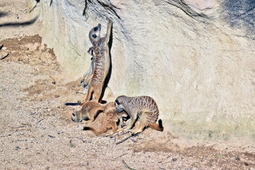 Obraz na płótnie Canvas a meerkat family