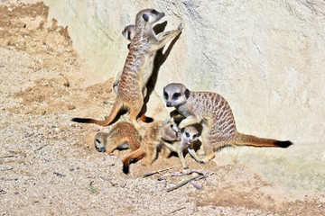 Obraz na płótnie Canvas a meerkat family