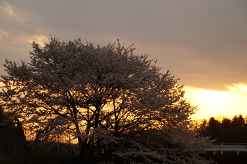 Cherry blossoms in Japan