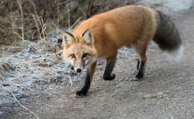 Red fox in the wild