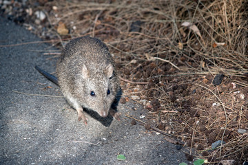 the long nosed potoroo looks like a rat