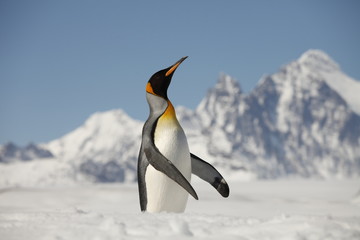 Obraz premium King Penguin on South Georgia Island
