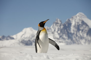 King penguin on south georgia island - 263128765