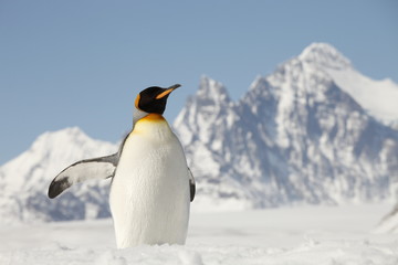 Fototapeta na wymiar king penguin on south georgia island