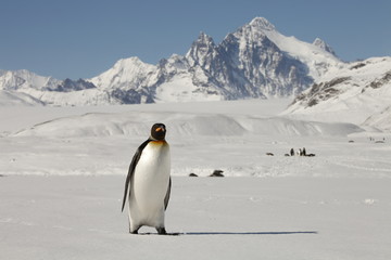 king penguin walking on south georgia island