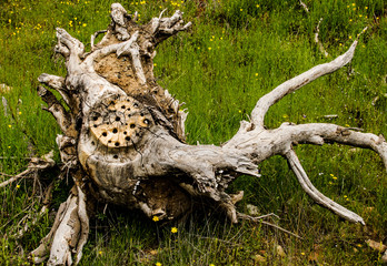 Natural Wood Texture
