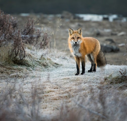 Red fox in the wild