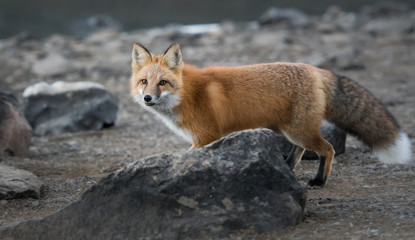 Naklejka na ściany i meble Red fox in the wild