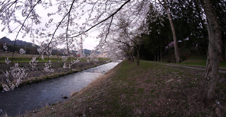 Fototapeta premium Cherry blossoms in Japan