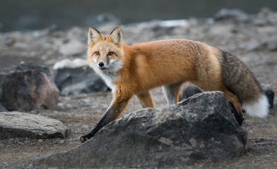 Red fox in the wild
