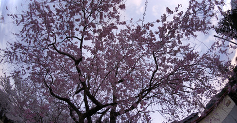 Cherry blossoms in Japan